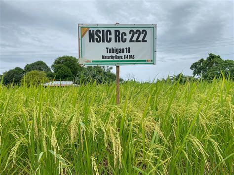nsic rc 508 rice variety characteristics|ADMINISTRATIVE ORDER No. 1^ .